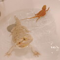 フトアゴヒゲトカゲ