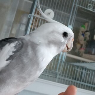 【里親様決定致しました】オカメインコ