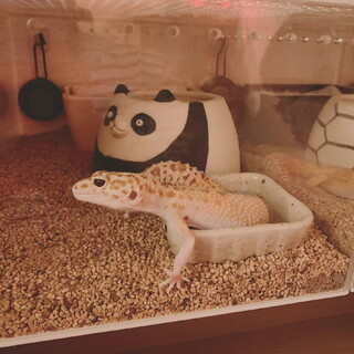 レオパードゲッコー