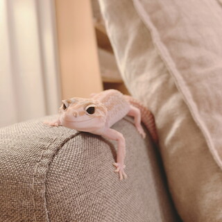 レオパードゲッコー