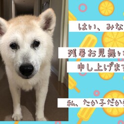 「倉敷っ子、たか子さんからの残暑見舞い」サムネイル1