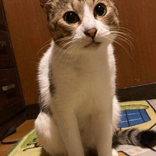べた甘♡ 幸せのカギしっぽ　ホープくん♬