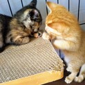 サビ子猫