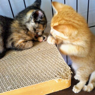 サビ子猫