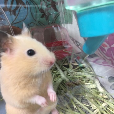 マメ