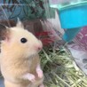 マメ
