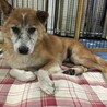 飼いやすい高齢ミックス犬U^ェ^U サムネイル3