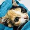 美猫さんな古都ちゃん サムネイル3