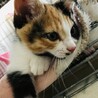 美猫さんな古都ちゃん サムネイル4