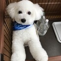 ★ビションフリーゼ★９月で３歳の男の子です★