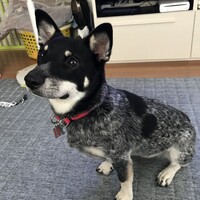 佐野　こはる