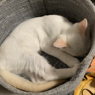 耳と尻尾が薄茶色の、カラー君