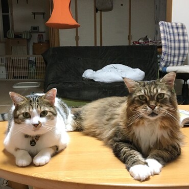 親子みたいだね