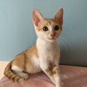 穏やかな性格の茶白君