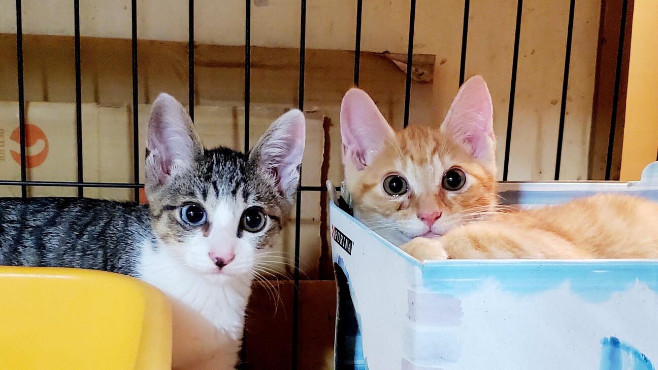 幸せ呼ぶ あおい あかね 東京都 猫の里親募集 ペットのおうち 月間利用者150万人