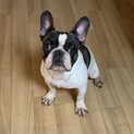 フレンチブルドッグのモナカ♂