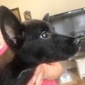 ケリーちゃんのずっとのお家を探してます。