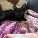 黒猫のメス子猫　里親募集中です