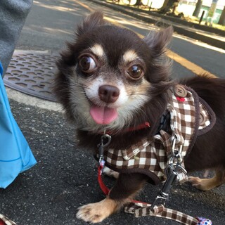 甘え下手なチワワ♀モモちゃん