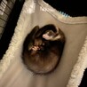 フェレット里親募集します。 サムネイル2