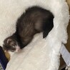 フェレット里親募集します。 サムネイル3