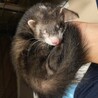 フェレット里親募集します。 サムネイル4