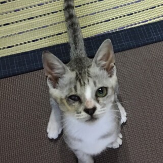 グレーなスマート猫