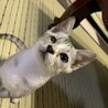 グレーなスマート猫 サムネイル2