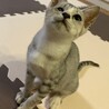 グレーなスマート猫 サムネイル4