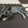 グレーなスマート猫 サムネイル5