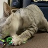 グレーなスマート猫 サムネイル6