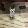 グレーなスマート猫 サムネイル7
