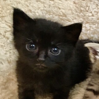 推定7月20日生まれ！黒猫の蓮（れん）くん