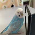セキセイインコ メス