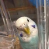 セキセイインコ メス サムネイル2