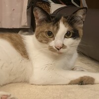 フラン