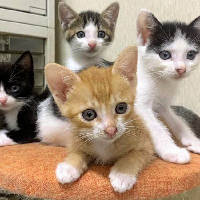 NPO法人　ざま野良猫を増やさない会のカバー写真