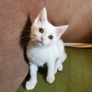 アメリカンカール雑種♀