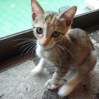 アイラインばっちり大きな目の女の子