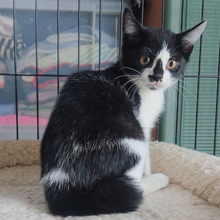 白アパート兄弟②　お鼻コアラのシャイボーイ！