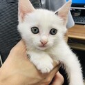 子猫白色ちょこっと黒ぶちくん♂の里親募集