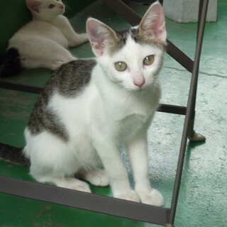 白キジの元気な女の子