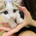子猫茶しろちゃん♀の里親募集