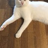 にゃんこぶらざーさん