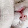 里親を募集しております。(急遽)