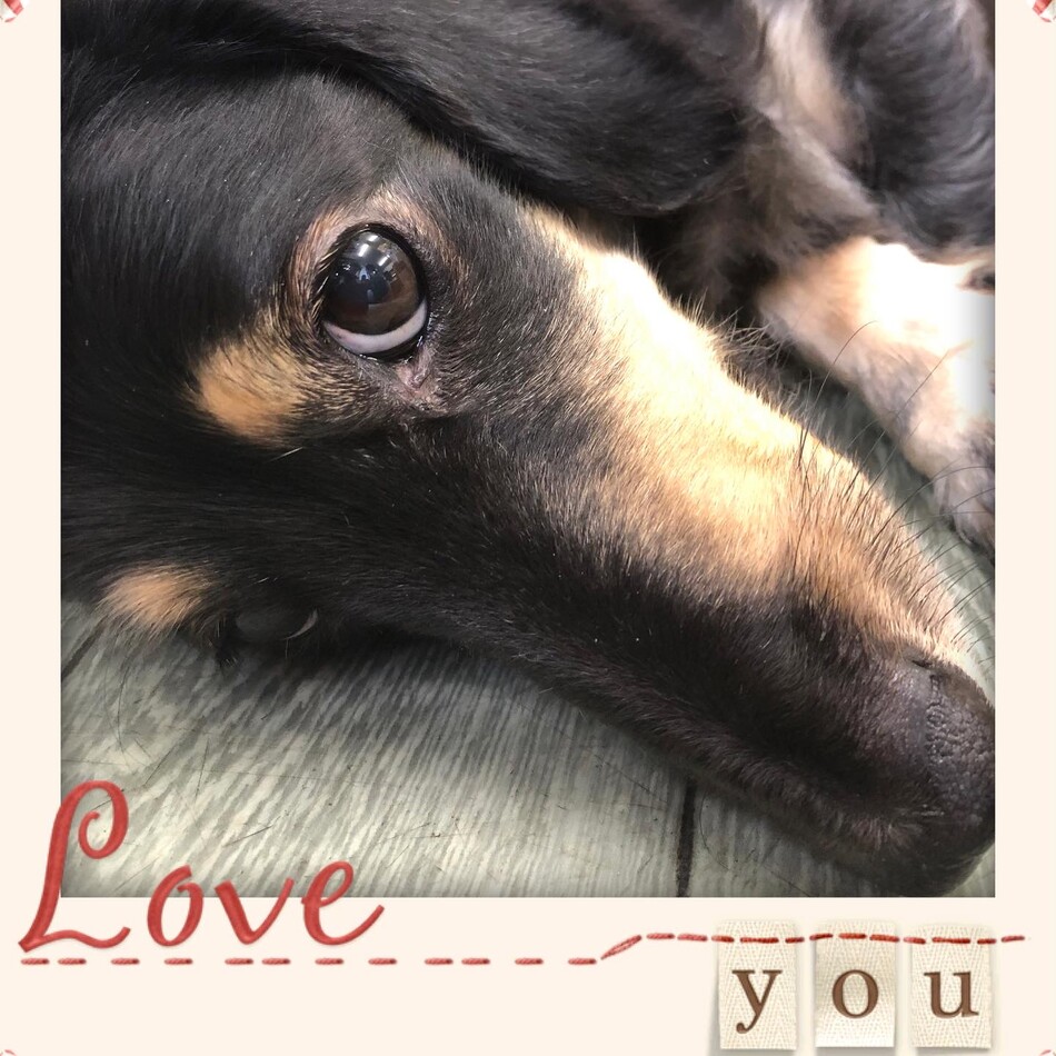ブランキーのカバー写真