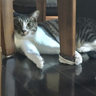 猫好きに大人気キジ白兄弟」神奈川県 - 猫の里親募集(322140 