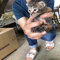 キジトラ子猫1号　里親募集