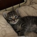 キジトラ子猫2号　里親募集