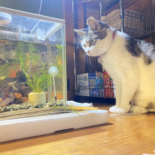 あねるのカバー写真